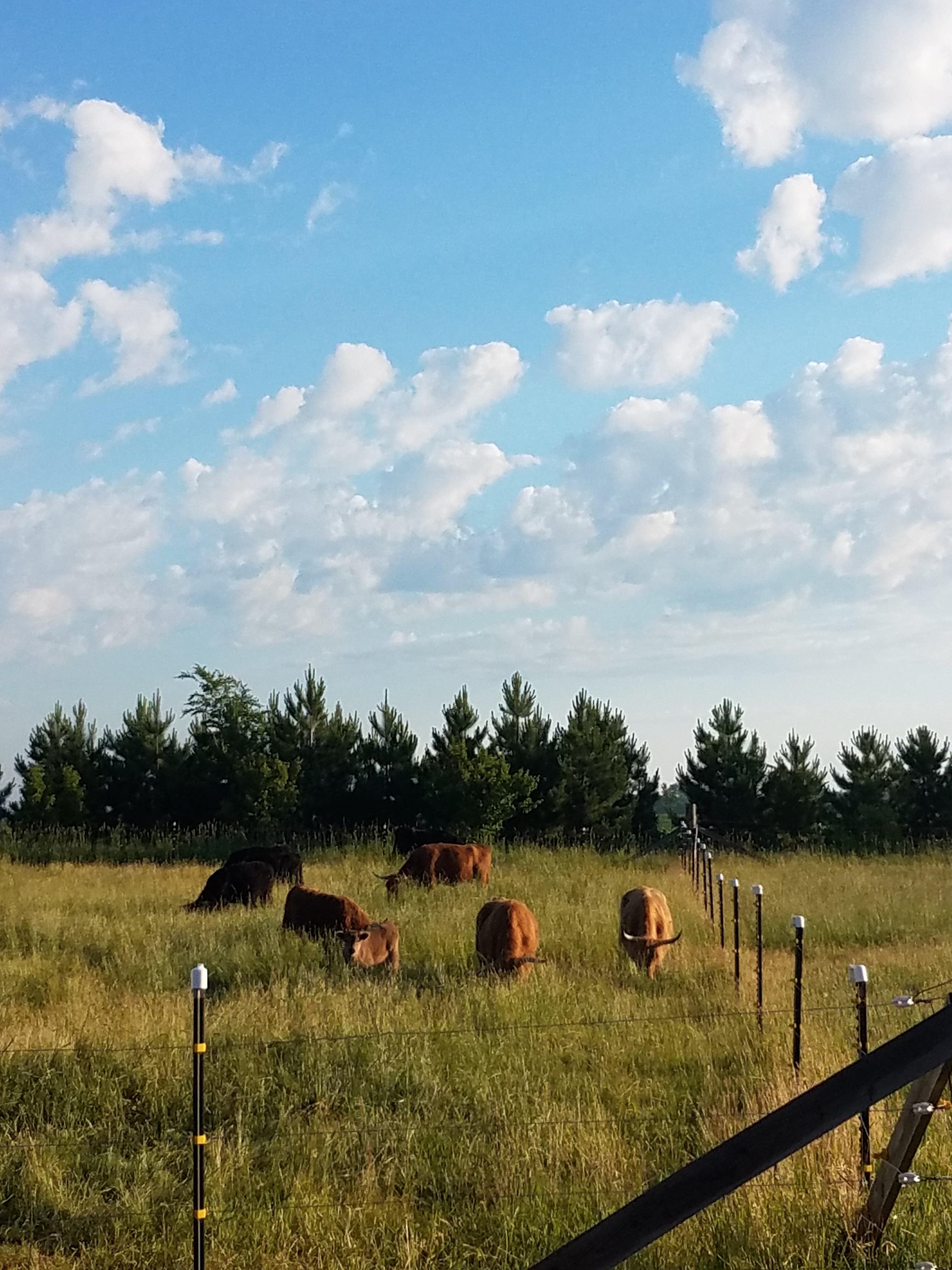 Highland cattle – Back to The Roots